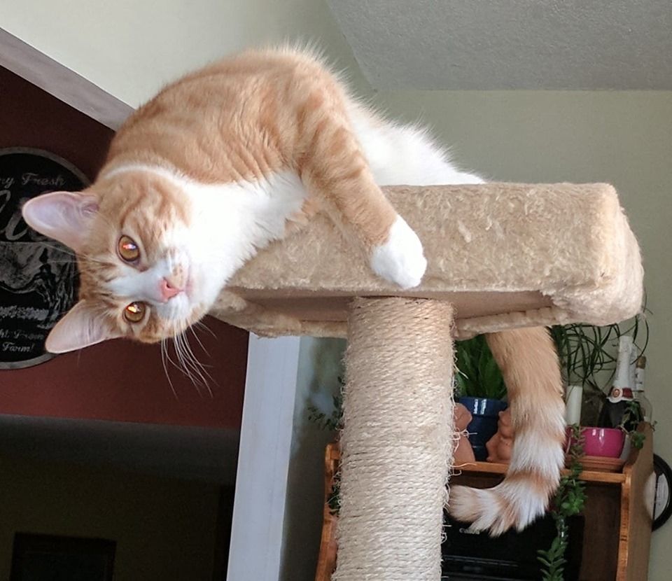 Dan & Cerisse - sprawling out on her toy. relaxing cat.